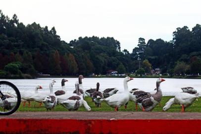 Gansos no Lago São Bernardo, em São Francisco de Paula (RS).