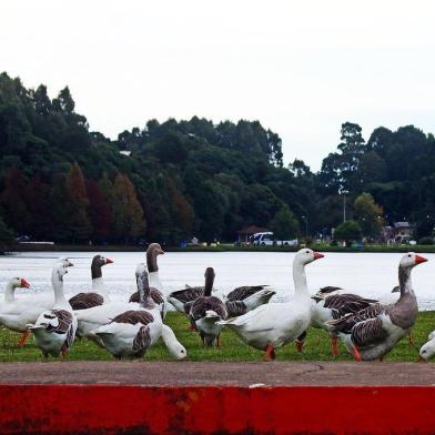 Gansos no Lago São Bernardo, em São Francisco de Paula (RS).