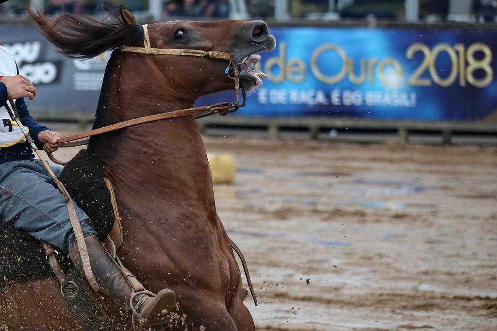 Videos :: ABCCC - Associação Brasileira de Criadores de Cavalos Crioulos