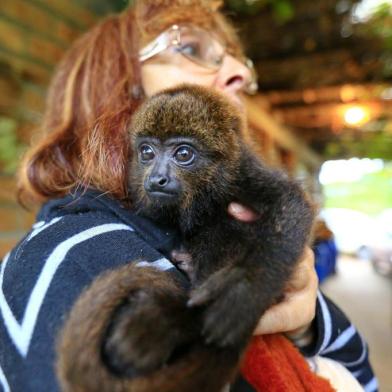  VIAMÃO, RS, BRASIL, 18-05-2018: Tita, a bebê bugio encontrada no Lami, está em abrigo em Itapuã, Viamão (FOTO FÉLIX ZUCCO/AGÊNCIA RBS, Editoria de Opinião).