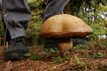 Valle Rustico tem jantar para a obra ¿Primavera Fungi¿                     