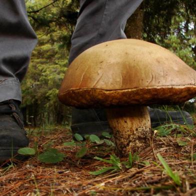 Valle Rustico tem jantar para a obra ¿Primavera Fungi¿                     