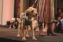 Mascote da Festimalha é a cadela Olívia, que foi adotada de uma ONG.