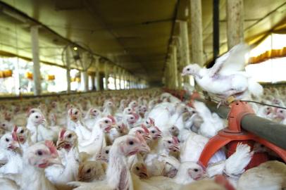  O drama das aves nos aviários mantidos pela Doux Frangosul está a beira da agonia. Animais estão morrendo de fome. Desesperados(foto) os frangos necessitam com urgência de ração que não vem. 