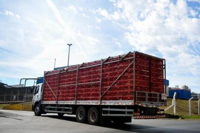  CHAPECÓ, SC, BRASIL 30.05.2018. GREVE CAMINHONEIROS. Frigoríficos de Chapecó retomam atividades. Caminhões fazem o transporte de aves e suínos para o abate. FOTO ANGÉLICA LÜERSEN, ESPECIAL, DIÁRIO CATARINENSE