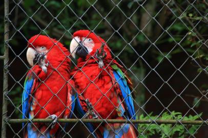  SAPUCAIA DO SUL, RB/BR 06.06.2018Zoológico de Sapucaia do Sul. FOTÓGRAFO: TADEU VILANI AGÊNCIARBS