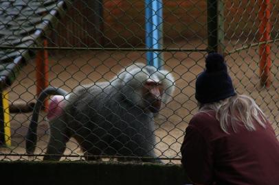  SAPUCAIA DO SUL, RB/BR 06.06.2018Zoológico de Sapucaia do Sul.Animal Babuíno.FOTÓGRAFO: TADEU VILANI AGÊNCIARBS