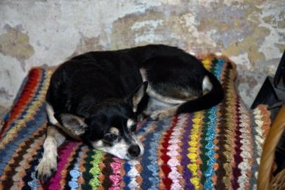 (FILES) In this file photo taken on June 25, 2013 Manuela, the well-known three-leg dog of Uruguayan President Jose Mujica rests at his house in Montevideo.Manuela -that became famous for appearing in interviews and official ceremonies when Mujica ruled- died on June 7, 2018 in Montevideo. / AFP PHOTO / MARIO GOLDMAN