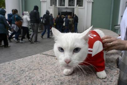 Achilles the cat, one of the State Hermitage Museum mice hunters, is pictured outside the museum in Saint Petersburg on June 7, 2018.A deaf, white cat named Achilles is soon to begin his work as Russia's official soothsayer for the World Cup, following in the tentacle-prints of Paul the Octopus who became a star in 2010. / AFP PHOTO / Olga MALTSEVA