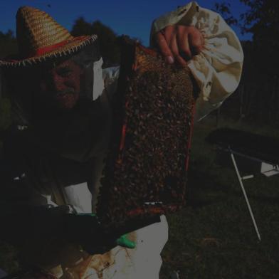  CAXIAS DO SUL, RS, BRASIL 23/05/2018O apicultor Ademir Zanella perdeu enxames devido ao uso de agrotóxicos nas fazendas vizinhas. (Felipe Nyland/Agência RBS)