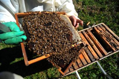  CAXIAS DO SUL, RS, BRASIL 23/05/2018O apicultor Ademir Zanella perdeu enxames devido ao uso de agrotóxicos nas fazendas vizinhas. (Felipe Nyland/Agência RBS)