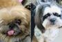 Encontrados os cachorros da família vítima de chacina em Florianópolis