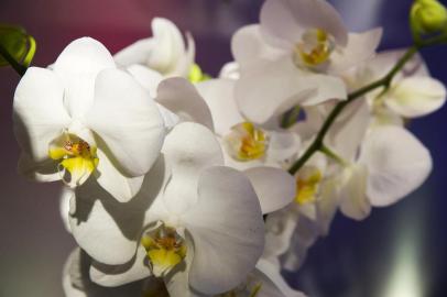  PORTO ALEGRE, RS, BRASIL. 26-08-2016.  Orquídea que é a estampa do vestido feito por Juliana Pereira.   Photo-Praphia, Andréa Graiz transformou sua fotos em estampas e 12 estilistas foram convidados e criar roupas que serão expostas no shopping Iguatemi. (FOTO ANDRÉA GRAIZ)