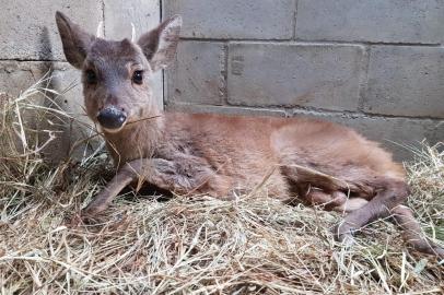 Veado catingueiro atropelado na Rota do Sol está reabilitado e foi devolvido à natureza pelo Gramadozoo.