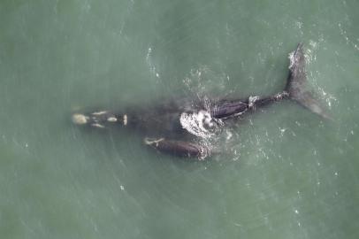 Um monitoramento aéreo avistou 36 baleias-francas entre Florianópolis e Balneário Rincão no último domingo. Entre os animais estavam 13 pares de mães com filhotes e 10 baleias-francas adultas solitárias, que podiam ser fêmeas grávidas ou machos buscando acasalamento.