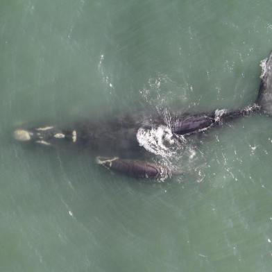 Um monitoramento aéreo avistou 36 baleias-francas entre Florianópolis e Balneário Rincão no último domingo. Entre os animais estavam 13 pares de mães com filhotes e 10 baleias-francas adultas solitárias, que podiam ser fêmeas grávidas ou machos buscando acasalamento.