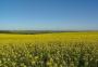 Rendimento maior pode compensar menor área plantada com canola no RS