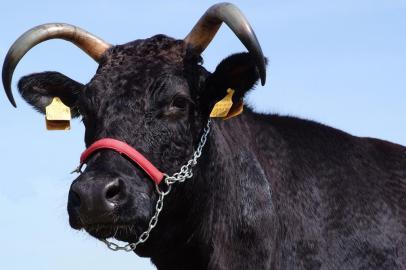 wagyu, nova raça Expointer