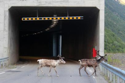 -This handout photo dated July 3, 2016 and made available by the Norwegian Public Roads Administration shows reindeer crossing a road at the Oksfjord tunnel in Loppa municipality, Northern Norway.Norwegian authorities are trying to raise awareness among road users to the fact that mainly reindeer are seeking cooler temperatures in tunnels when temperatures are high as they currently are in Northern Norway. / AFP PHOTO / Norwegian Public Roads Administration / Kari Karstensen / RESTRICTED TO EDITORIAL USE - MANDATORY CREDIT AFP PHOTO / NORWEGIAN PUBLIC ROADS ADMINISTRATION /Kari Karstensen - NO MARKETING NO ADVERTISING CAMPAIGNS - DISTRIBUTED AS A SERVICE TO CLIENTSEditoria: WEALocal: AltaIndexador: KARI KARSTENSENSecao: road transportFonte: Norwegian Public Roads AdministrFotógrafo: STR