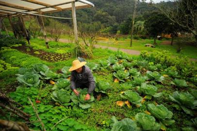  CAXIAS DO SUL, RS, BRASIL 24/07/2018Dervi Brancher, produtor de orgânicos no interior de Caxias do Sul. Brancherparticipa da feira de orgânicos desde o inicio há 20 anos. (Felipe Nyland/Agência RBS)