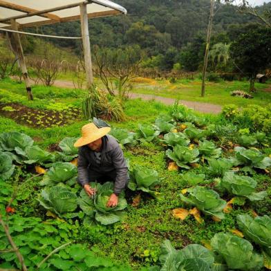  CAXIAS DO SUL, RS, BRASIL 24/07/2018Dervi Brancher, produtor de orgânicos no interior de Caxias do Sul. Brancherparticipa da feira de orgânicos desde o inicio há 20 anos. (Felipe Nyland/Agência RBS)