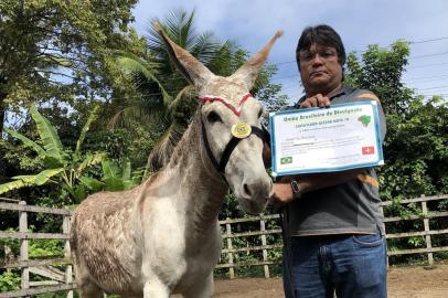 Empresa União Brasileira de Divulgação (UBD), de Pernambuco vendeu diploma e de uma medalha a um jumento, o ¿Precioso¿, de Paulista (PE). O custo da honraria foi de R$ 1.480,00. Comércio de diplomas de mérito para vereadores, prefeitos e secretários municipais 