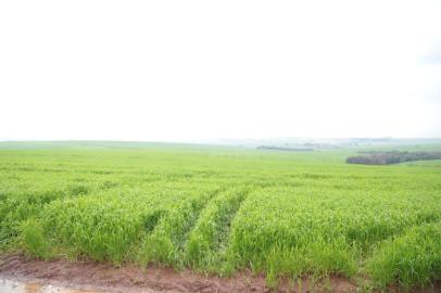 PINHAL GRANDE, RS, BRASIL, 08/08/2018 - Vitor Alexandre Ceolin, produtor rural com propriedades em Pinhal Grande, Estrela Velha e São Gabriel, planta 1,8 mil hectare de soja, além de 90 hectare de milho na última safra. (FOTOGRAFO: RONALD MENDES / ESPECIAL)