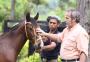 Jayme Monjardim, um apaixonado pelo cavalo crioulo