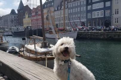 Em Copenhague, a dica é ir para o Street Food de barco, que faz parte do transporte publico da cidade. Além de ser mais econômico, tem-se uma vista linda durante o percurso. Na foto, meu cachorro Pepo em Nyhavn.Bibiana Strohmayer Moradora de Copenhague, em xx de 2018