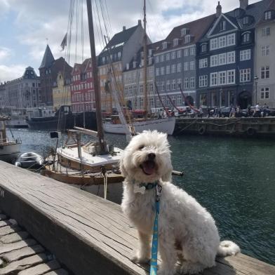 Em Copenhague, a dica é ir para o Street Food de barco, que faz parte do transporte publico da cidade. Além de ser mais econômico, tem-se uma vista linda durante o percurso. Na foto, meu cachorro Pepo em Nyhavn.Bibiana Strohmayer Moradora de Copenhague, em xx de 2018