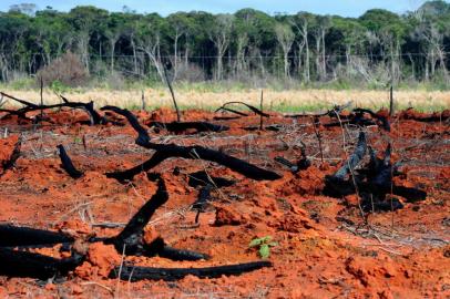    Devastação da floresta amazônica em Vilhena - RN.Indexador:                                 