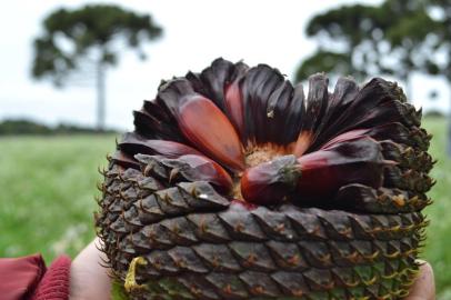 Em expedições pelo Rio Grande do Sul, o chef Rodrigo Bellora se propõe a vivenciar a realidade produtiva e conhecer a fundo os produtos da agrofloresta que compõe o seu repertório no Restaurante Valle Rustico, em Garibaldi. Como resultado de uma experiência com famílias extrativistas de pinhão dos Campos de Cima da Serra, ele promoveu o jantar ¿Cozinha de Natureza, um Novo Olhar para o Pinhão¿.