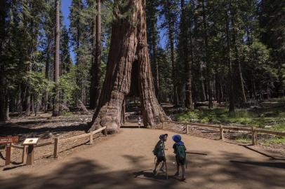 The ancient California Tunnel Tree is seen at the Mariposa Grove of giant sequoias on June 21, 2018 in Yosemite National Park, California which recently reopened after a three-year renovation project to better protect the trees that can live more than 3,000 years. / AFP PHOTO / DAVID MCNEW