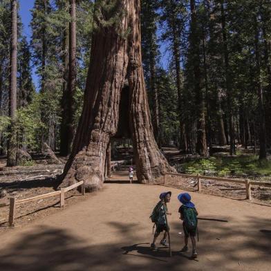 The ancient California Tunnel Tree is seen at the Mariposa Grove of giant sequoias on June 21, 2018 in Yosemite National Park, California which recently reopened after a three-year renovation project to better protect the trees that can live more than 3,000 years. / AFP PHOTO / DAVID MCNEW