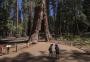 Sequoias gigantes são atração no parque Yosemite, na Califórnia