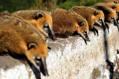  Especial de Domingo - falta de infra-estrutura nas principais cidades da Serra Catarinense - Quati no mirante da Serra do Rio do RastroIndexador:                                 