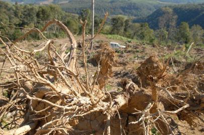 *** An verde - Papanduva 1 ***An Verde - área de desmatamento em Papanduva. A mata tem sido arrancada para o plantio de pinus e eucalípto