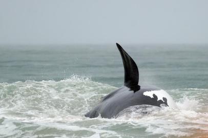 baleia consegue sair com ajuda de barco da marinha