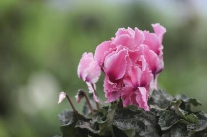  PORTO ALEGRE, RS, BRASIL, 11/09/2018: Pauta do Campo sobre flores. Na foto: CiclamenIndexador: ISADORA NEUMANN