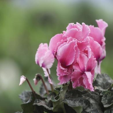  PORTO ALEGRE, RS, BRASIL, 11/09/2018: Pauta do Campo sobre flores. Na foto: CiclamenIndexador: ISADORA NEUMANN