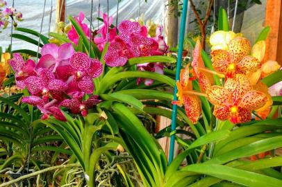 Festival de Orquídeas no Orquidário Tradição, em Caxias do Sul, começa no dia 14 de setembro. 