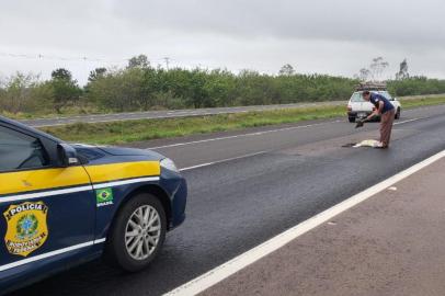 Equipes da prefeitura de eldorado do Sul tapando buracos na BR-116