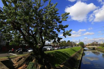 PORTO ALEGRE, RS, BRASIL, 19-09-2018: Umbuzeiro na esquina das avenidas Ipiranga e Borges de Medeiros, às margens do arroio Dilúvio. Roteiro de árvores nativas em Porto Alegre. (Foto: Mateus Bruxel / Agência RBS)