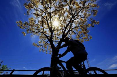 PORTO ALEGRE, RS, BRASIL, 19-09-2018: Ipê-amarelo na avenida Ipiranga, às margens do arroio Dilúvio. Roteiro de árvores nativas em Porto Alegre. (Foto: Mateus Bruxel / Agência RBS)