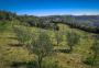 Novo roteiro turístico em Gramado aposta nas oliveiras   