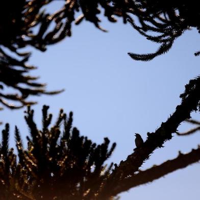  CAXIAS DO SUL, RS, BRASIL, 04/10/2018. Ambiental de clima com tempo bom em Caxias do Sul. (Diogo Sallaberry/Agência RBS)