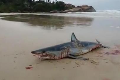  Frame de tubarão encontrado na praia da Joaquina na manhã desta segunda-feira, em Florianópolis. Foto para a coluna do Ânderson Silva.