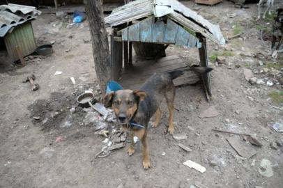 Protetora denuncia maus-tratos a mais de 30 animais em Campestre da Serra