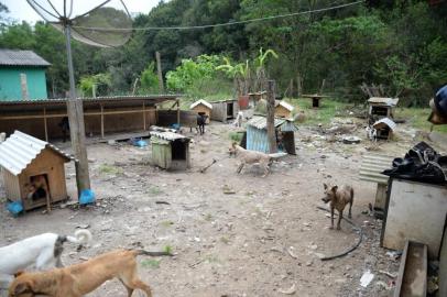 Protetora denuncia maus-tratos a mais de 30 animais em Campestre da Serra