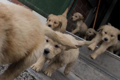 50-day-old Golden Retriever puppies are seen at the Chilean police canine training school in Santiago, on October 09, 2018. - Two hundred dogs of different breeds, such as German Shepherd, Belgian Shepherd, Labrador, Golden Retriever and Swiss Shepherd, are trained at the training school located in the  San Cristobal hill, a green lung in downtown Santiago. (Photo by Martin BERNETTI / AFP) / TO GO WITH AFP STORY BY MIGUEL SANCHEZ